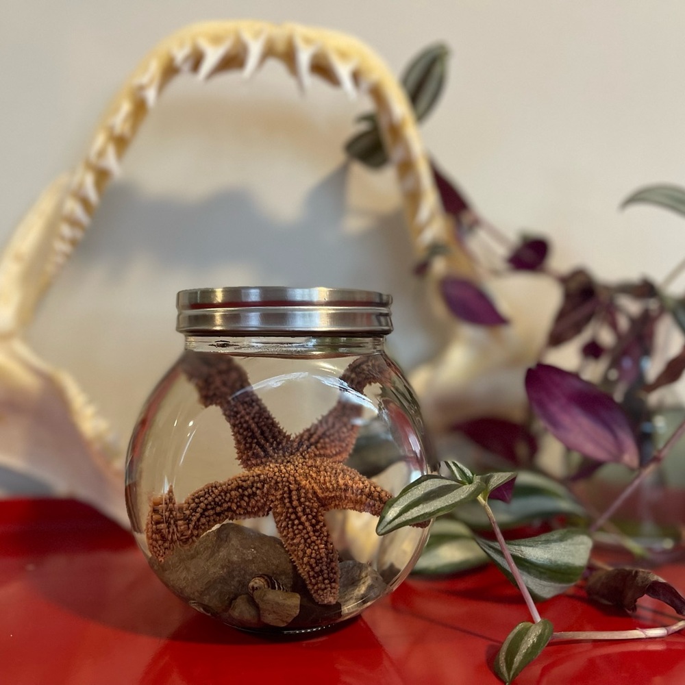 Starfish taxidermy